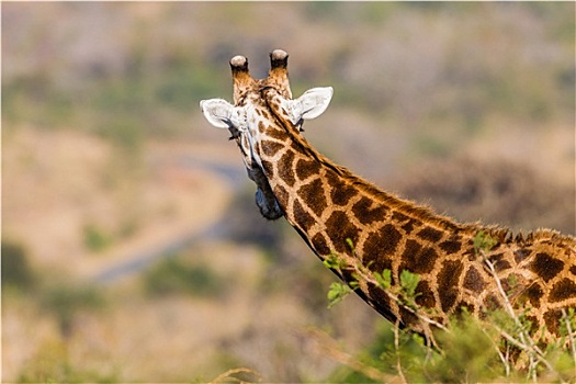 长颈鹿,野生动物,动物