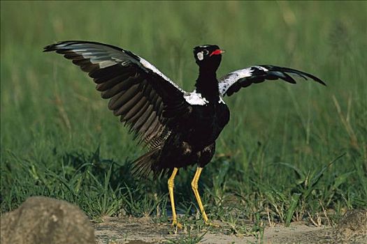 黑色,伸展,翼,脆弱,萨维提,乔贝国家公园,博茨瓦纳