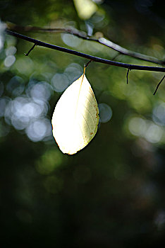 半透明,黄叶,鸽子,树,秋天