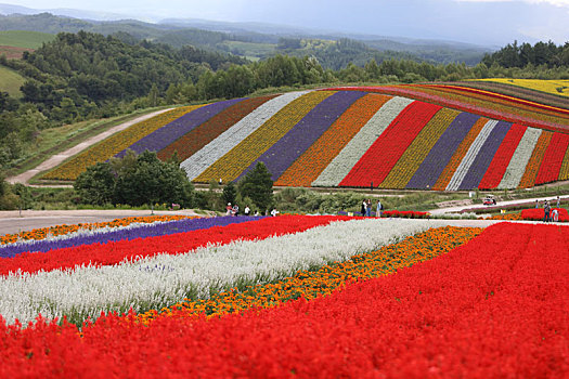 日本北海道美瑛町花田