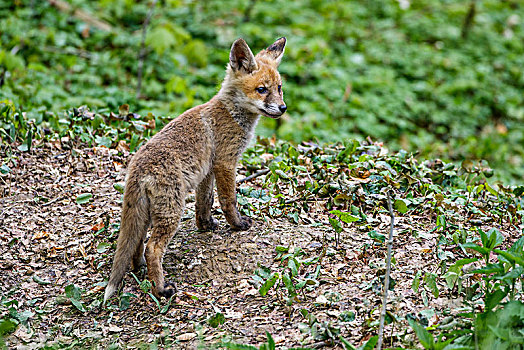 红狐,狐属,小动物,固定,离开,洞穴,巴登符腾堡,德国,欧洲