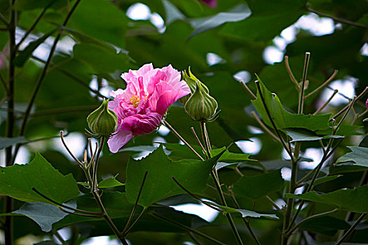 美艳的芙蓉花,木芙蓉,拒霜花,木莲,地芙蓉,华木