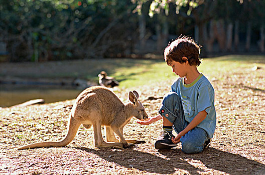 澳大利亚,保护区,男孩,袋鼠