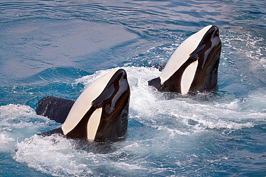 南极虎鲸和大西洋虎鲸图片
