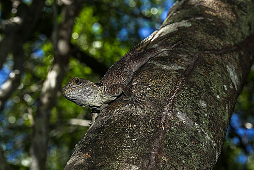 马达加斯加,鬣蜥蜴,树干,国家公园,非洲