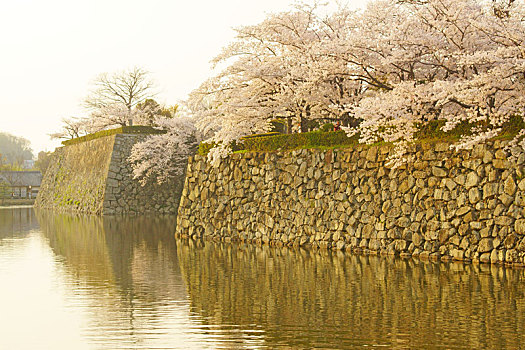 姬路城堡,春天,兵库,日本