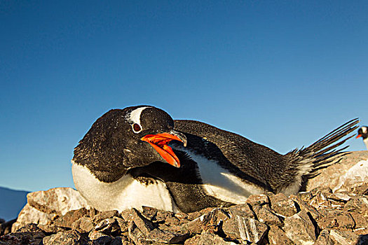 南极,巴布亚企鹅,栖息地,岩石,海峡