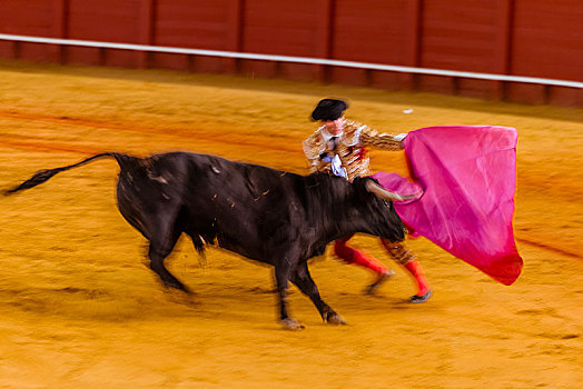 比赛,公牛,斗牛士,传统服装,斗牛,斗牛场,广场,塞维利亚,安达卢西亚,西班牙,欧洲