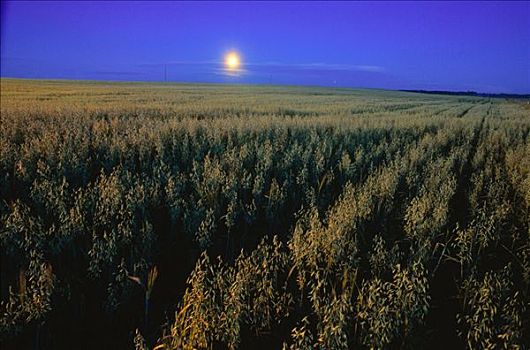 满月,上方,燕麦,靠近,艾伯塔省,加拿大