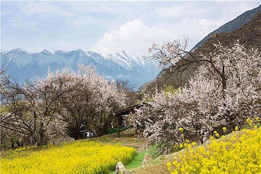 油菜花海桃花谷