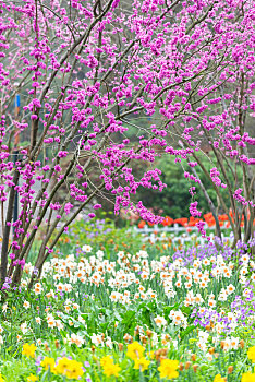 南京中山植物园郁金香盛开