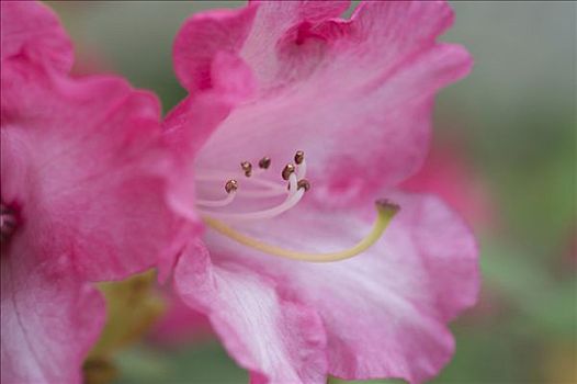 杜鹃花属植物