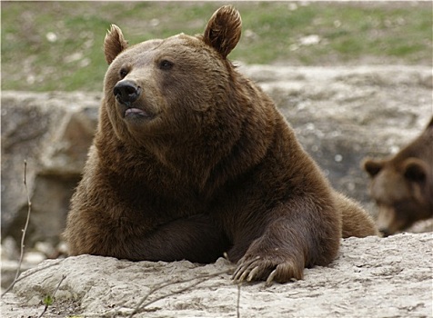 休息,棕熊,地上