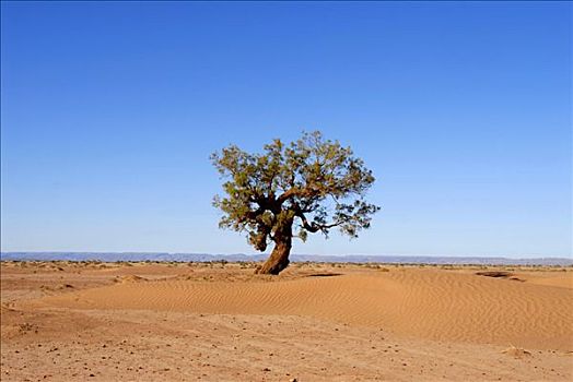 孤单,巨树,沙漠,靠近,摩洛哥
