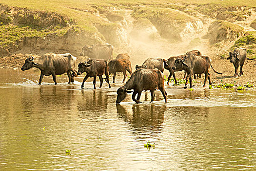 水,水牛,峡湾,河,正面,尘土,堤,国家公园,尼泊尔,亚洲