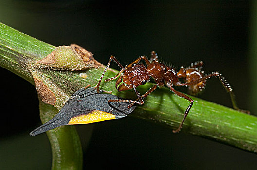 蚂蚁,蚁科,保护,厄瓜多尔