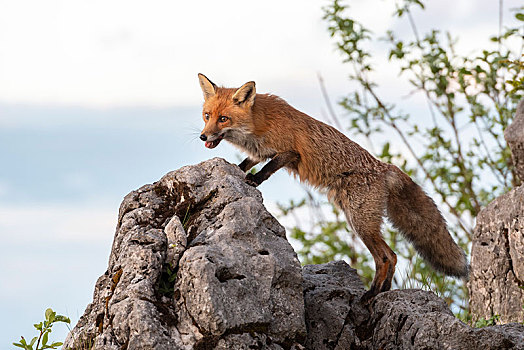 红狐,狐属,岩石上,向外看,国家公园,公园,施蒂里亚,奥地利,欧洲