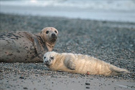 灰海豹,女性,幼仔,赫尔戈兰岛,石荷州,德国