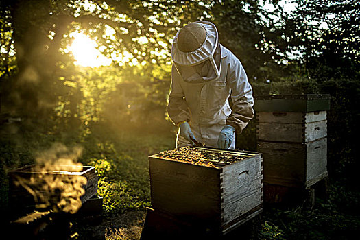 养蜂人,穿,养蜂,套装,面罩,检查,蜂巢,准备,收集,蜂蜜