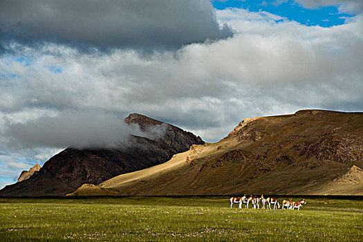 西藏藏北阿里地区洞措野驴群