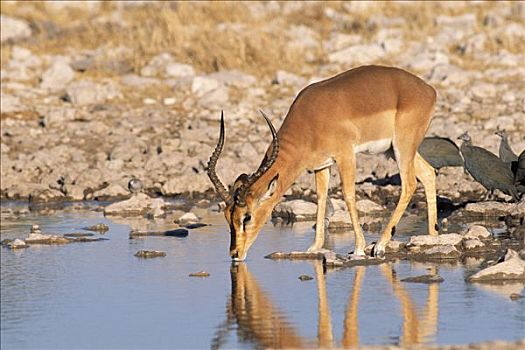 黑斑羚,喝,水坑,埃托沙国家公园,纳米比亚,非洲