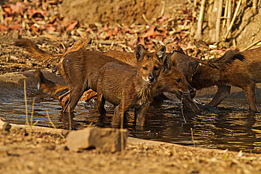 野狗,水坑,虎,自然保护区,印度