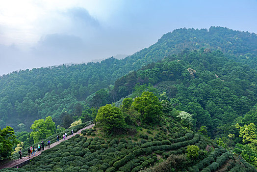 龙井茶茶山