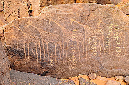 石头,雕刻,长颈鹿,文字,阿德拉尔,阿尔及利亚,撒哈拉沙漠,北非