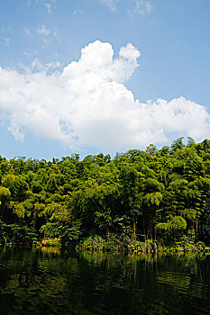 竹林竹海竹子和干净的湖,漂亮的风景