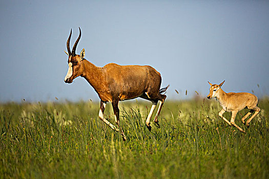 父母,幼兽,自然保护区,南非
