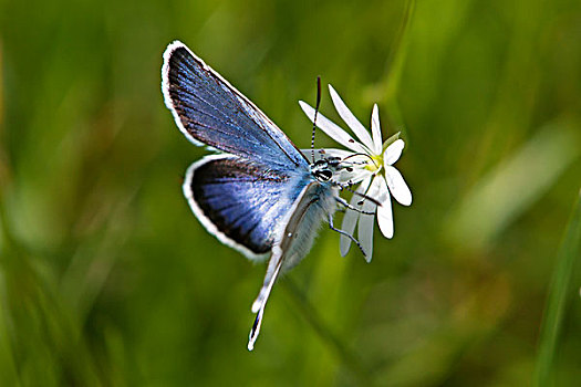 蓝色,蝴蝶,花