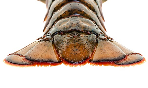 龙虾,尾部