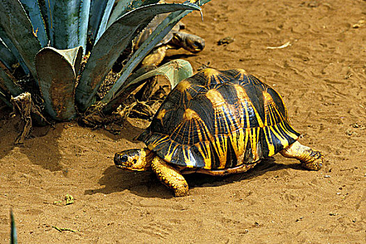 马达加斯加,象龟属