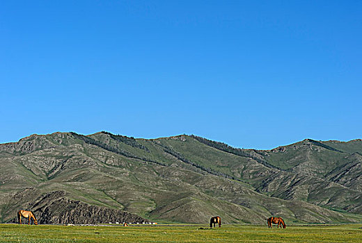 马,草场,围绕,山,高原,鄂尔浑峡谷,国家公园,前杭爱省,蒙古,亚洲