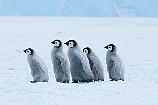 帝企鹅,幼禽,湾,东方,南极