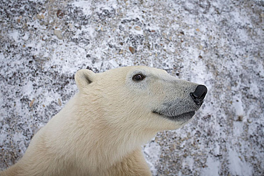 成年,北极熊,站立,后腿,看,摄影,丘吉尔市,曼尼托巴,加拿大,冬天