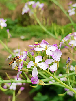 春天的小蜜蜂