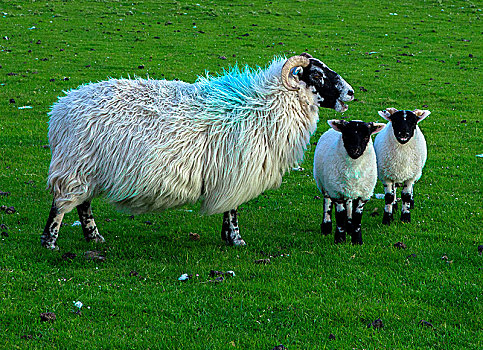 苏格兰,茂尔岛,绵羊,羊羔
