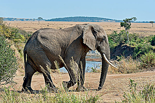 非洲象,马赛马拉国家保护区,肯尼亚,非洲