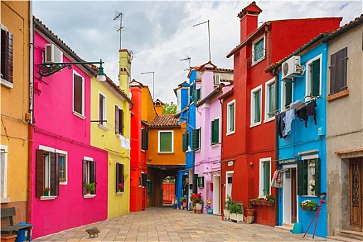 猫,彩色,内庭,布拉诺岛,威尼斯,意大利