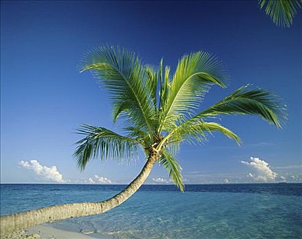 棕榈树,海滩