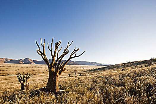 抖树,箭筒树,二歧芦荟,边缘,纳米布沙漠,纳米比亚,非洲
