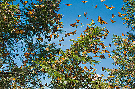 帝王蝶,树,黑脉金斑蝶,米却阿肯州,墨西哥