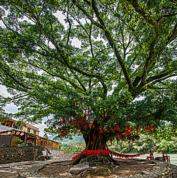 福建漳州南靖云水瑶古栈道小溪堤上榕树