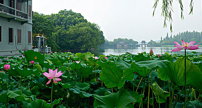 西湖十景,曲院风荷·玉带桥