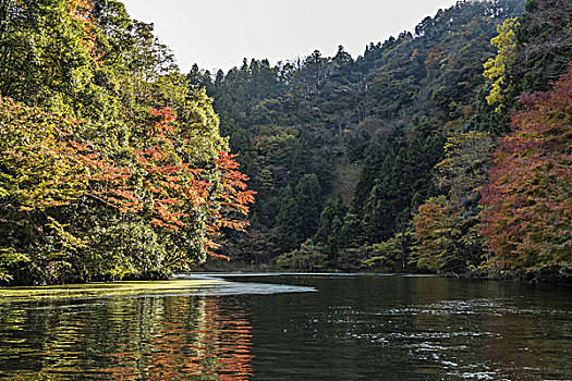 湖,秋天,千叶,日本