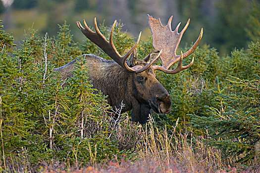 阿拉斯加,驼鹿,雄性动物,季节,楚加奇州立公园