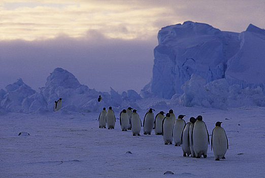 南极,帝企鹅,进食,海上