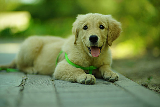 金毛犬幼犬