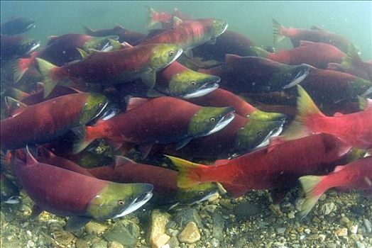 红大马哈鱼,红鲑鱼,群,游泳,向上,河,产卵,不列颠哥伦比亚省,加拿大